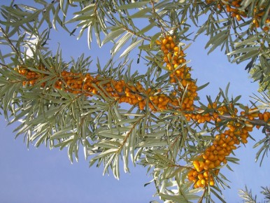 ������� ��������: ��� ��������� �������� ������ �� ����� �������