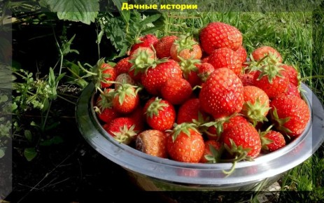 Секреты здоровья и урожая: идеальные условия для клубники