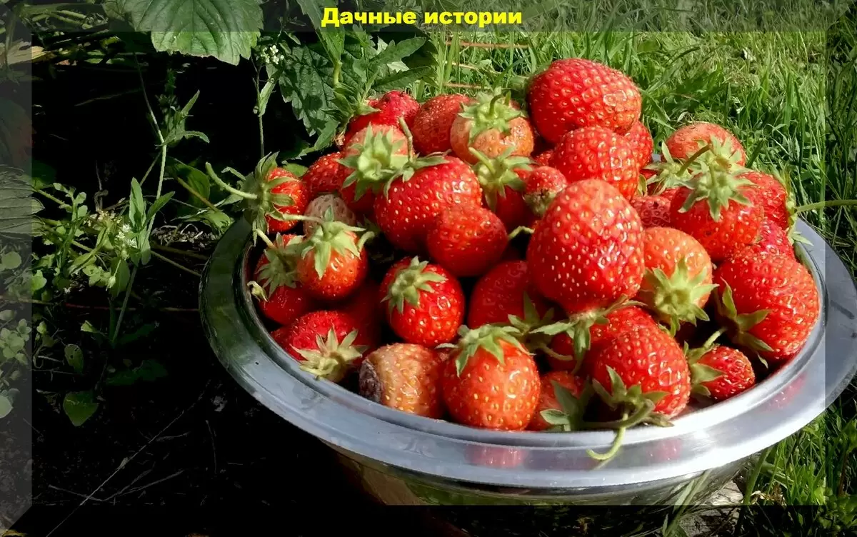 Секреты здоровья и урожая: идеальные условия для клубники