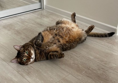 Проблемы с котом: когда любимец выбирает неправильное место для туалета