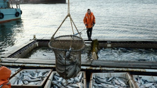 Цены на рыбу и икру: Как выжить в условиях растущих расходов?