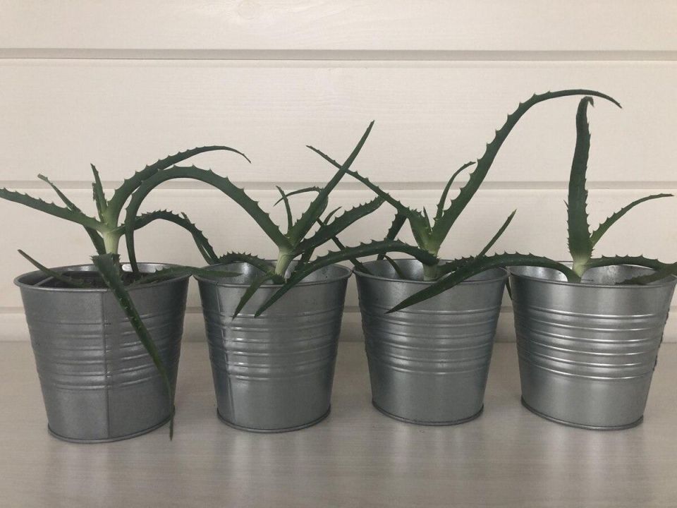 ��������� ��������� �������� ��� �������