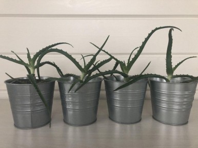 Идеальные комнатные растения для занятых