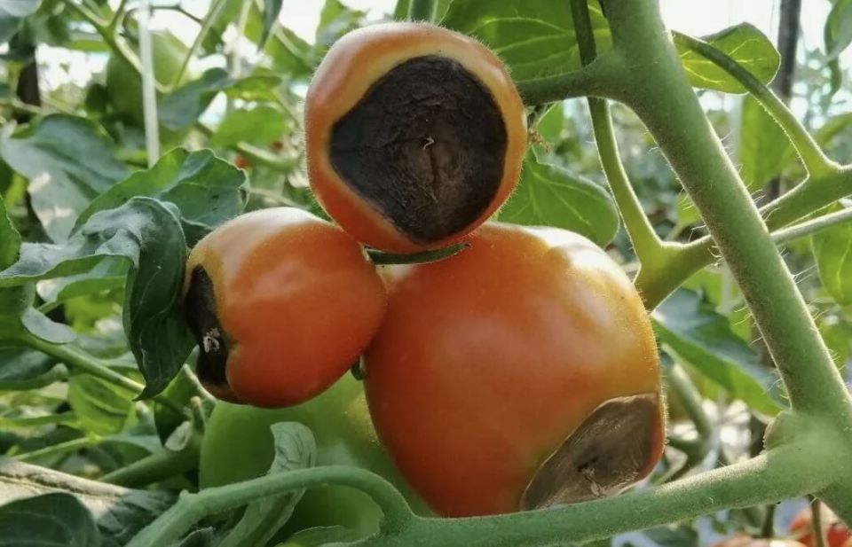 �������� ��������� ����� � �������: ������� � ������� �������