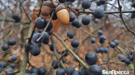 Поздние ягоды: хранители витаминов осени