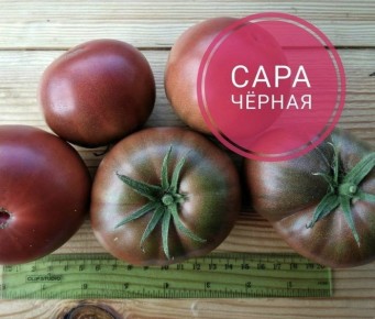 Томат Сара Черная: глубина вкуса и роскошь цвета в одном кусте