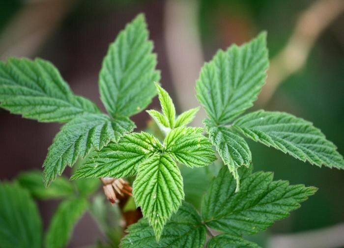 ����� ���������� ������� ������� �����������: ������ ��� ��������� �����������