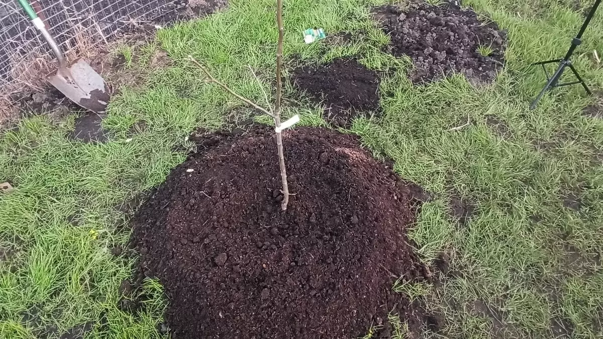 Как правильно сажать грушу весной: секреты успешной посадки