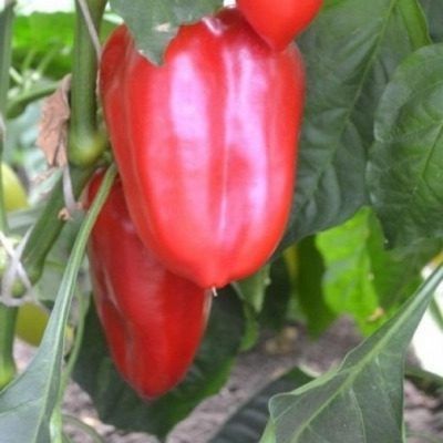 ����� �������: ��������� ������ ��� ������� � ������ ����������� �������