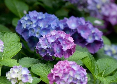 ������ ���� ��������� �� ������ �������: �������� ������� � �������