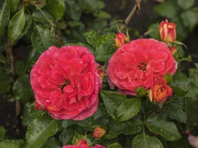 ��� ��������� ����������� ���� � ����: ������� �������� �������