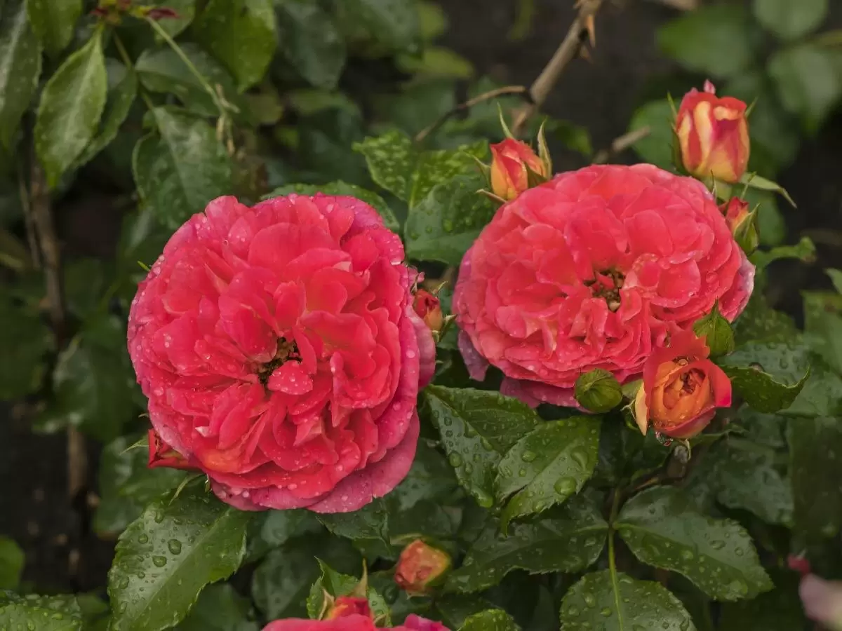 Как правильно подготовить розы к зиме: секреты успешной зимовки