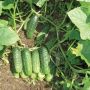 Огурец Задор: секрет раннего урожая и качества плодов