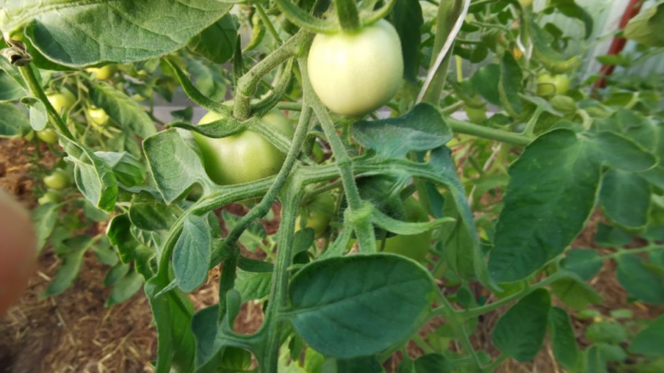 ����������� ������ ������� ������ ������� ��� ������