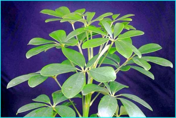 �������: ����������� ����������� ��� ������ ����