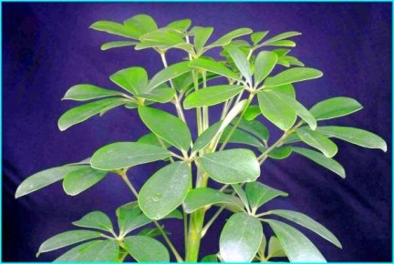 �������: ����������� ����������� ��� ������ ����