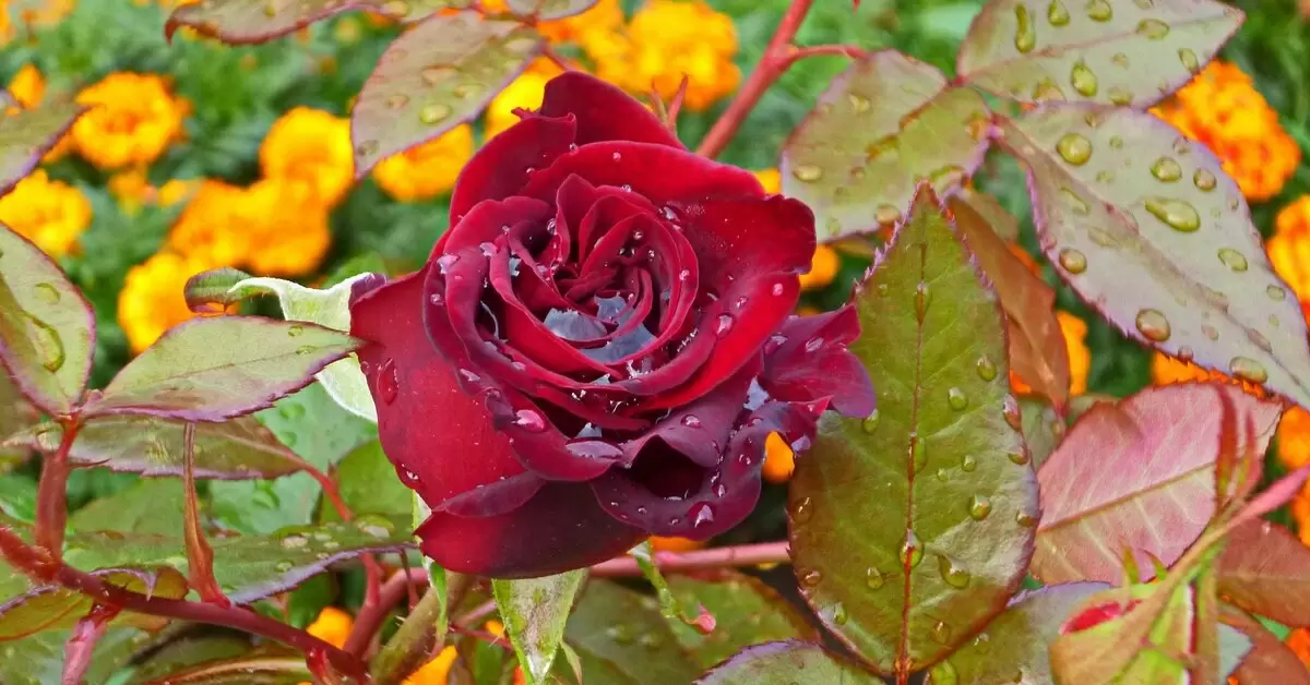 Как защитить розы от осенней сырости: советы садоводов