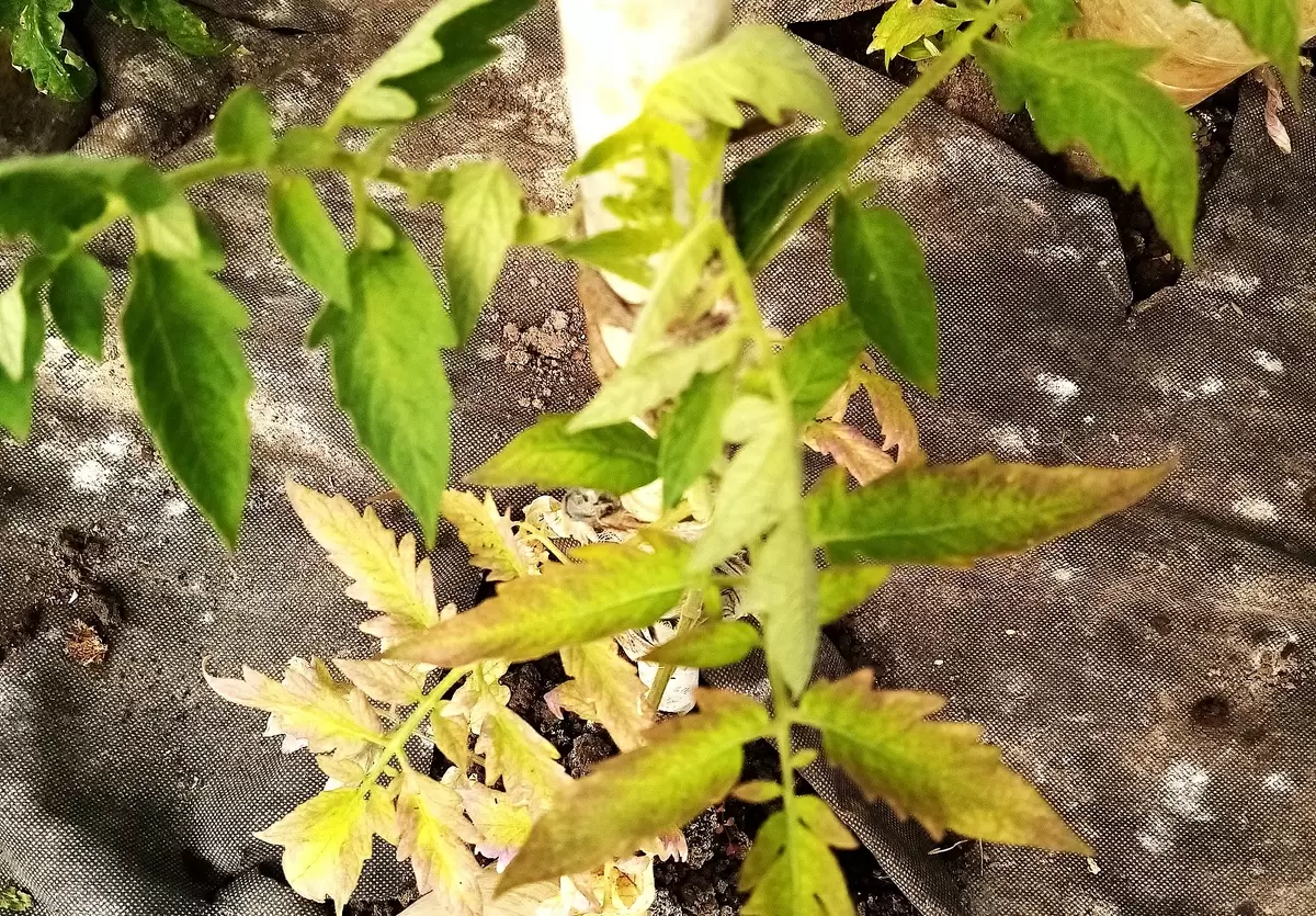 В чем секрет успешного роста томатов: как избежать болезней и стресса