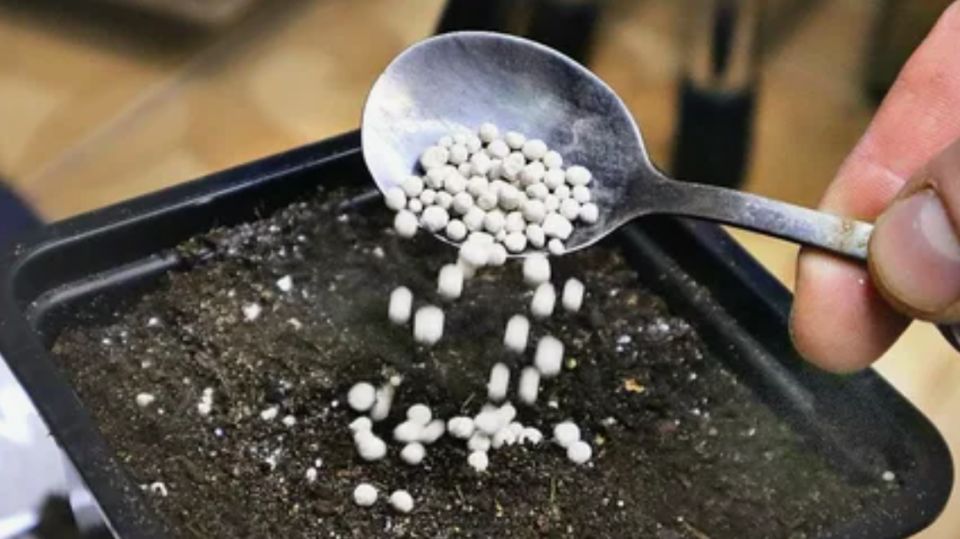 ��� ������ ���� ������ ��� ������: ���� ��������� ����������