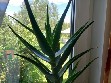 ������ ����������� ������ �� �������� �� ��� �� ��������