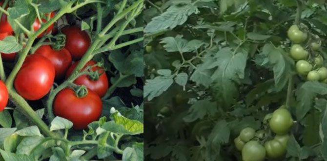 ��� �������� ���������� ������ �������: ������� ������� � ������