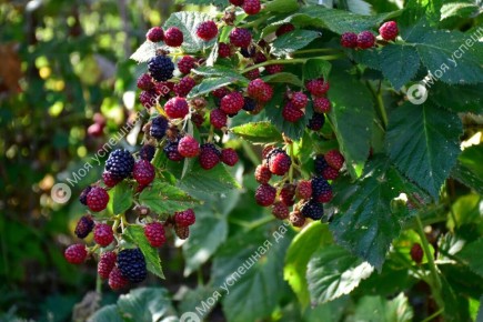 ��� ������� ��������� �������: ������� � ������ ��� ��������� �������� ������