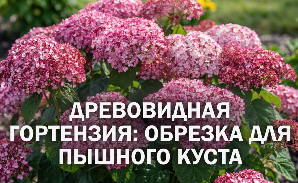 ��� ��������� �������� ��������� �����������: ������� ��� ��������� �����