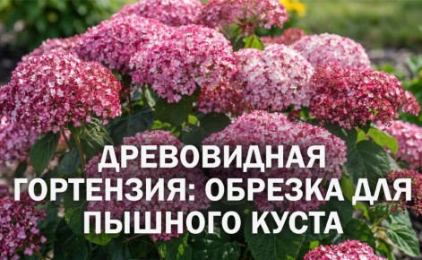 Как правильно обрезать гортензии древовидной: секреты для успешного ухода