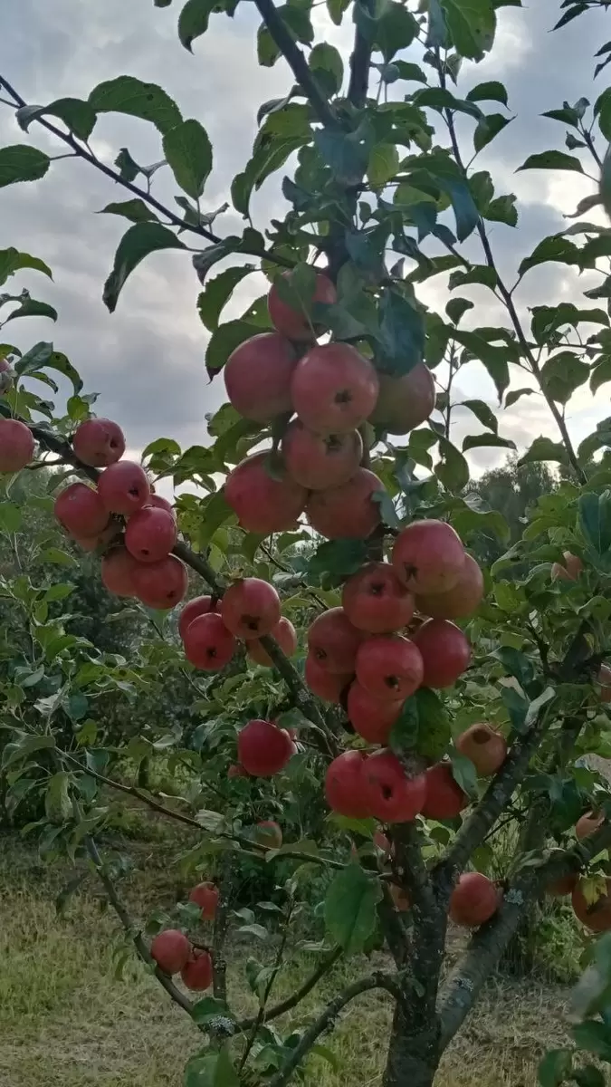 Правила успешной осенней посадки яблонь