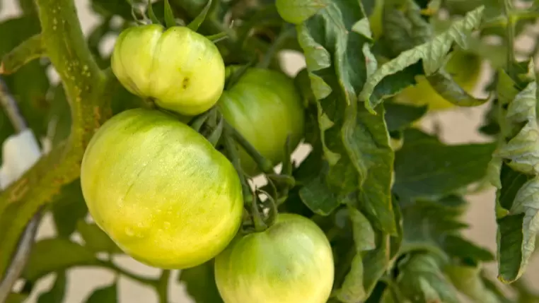 Как ускорить созревание томатов: народный метод, который работает