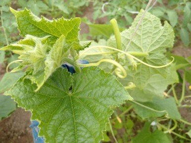 ���������� ������ ��������: �������������� ��������� �������� ������