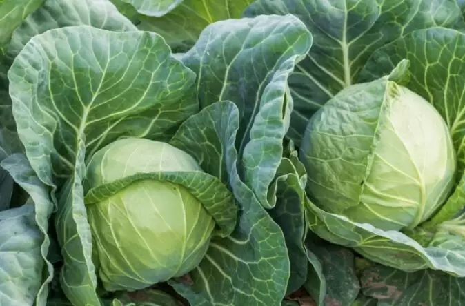 Как добиться рекордных урожаев капусты в жаркий июль