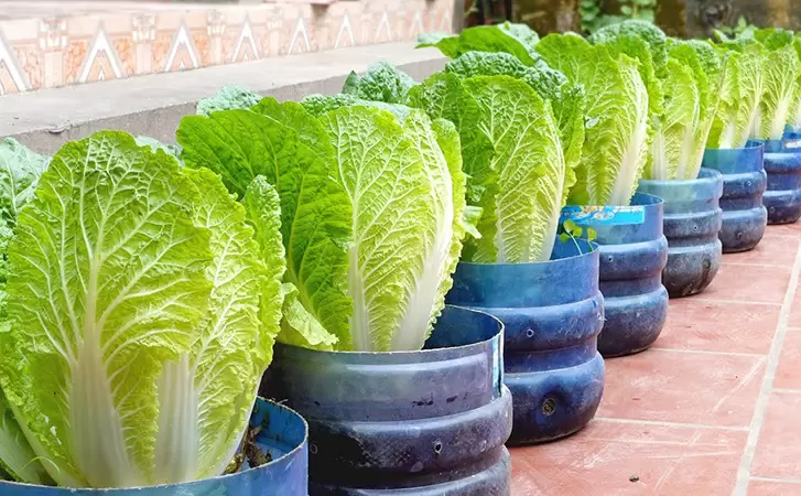 Как выращивать вкусную пекинскую капусту на подоконнике круглый год