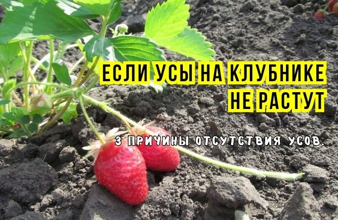 ����� ���� ��������: ��� ���������������� ������, �������� ������