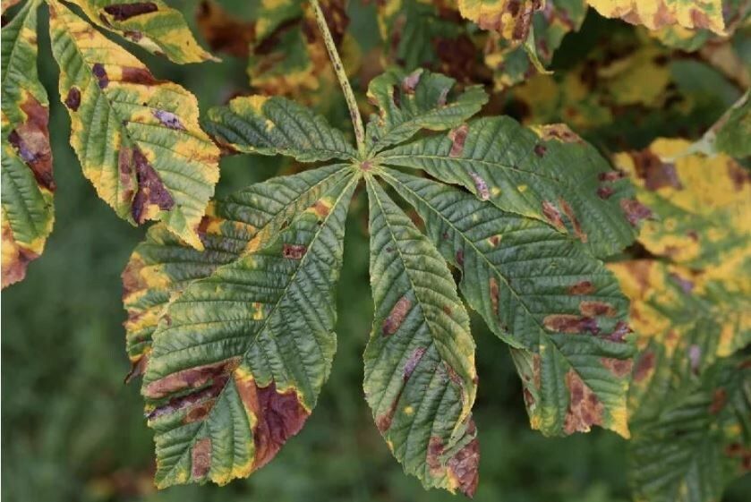 ���������� ����: ��� �������� �������� �� ������������� ������