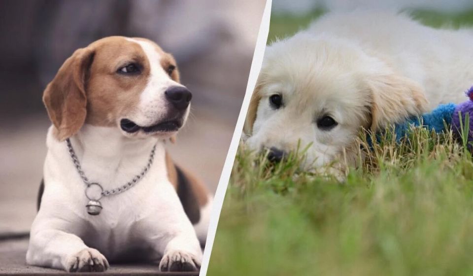 13 ����������� ����� �����, ������� ������ ���������� ������������ ��� �����