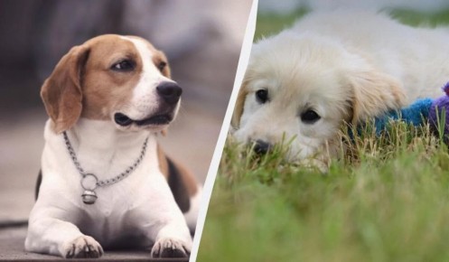 13 ����������� ����� �����, ������� ������ ���������� ������������ ��� �����