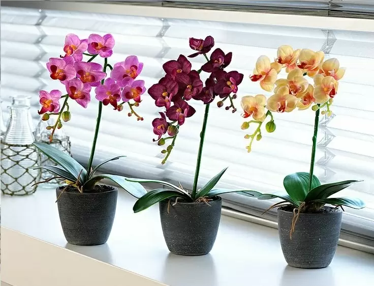 Как спасти орхидею: советы по восстановлению растения с гниющими корнями