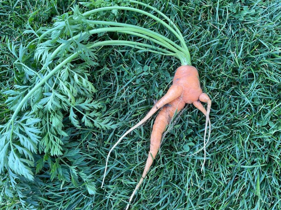 ��� ���������� ������� �������: ������ �� �������� ��������� ������