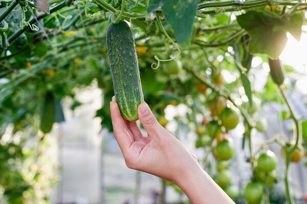 ��� ����������� ������� � ������ ������: ������ ���������