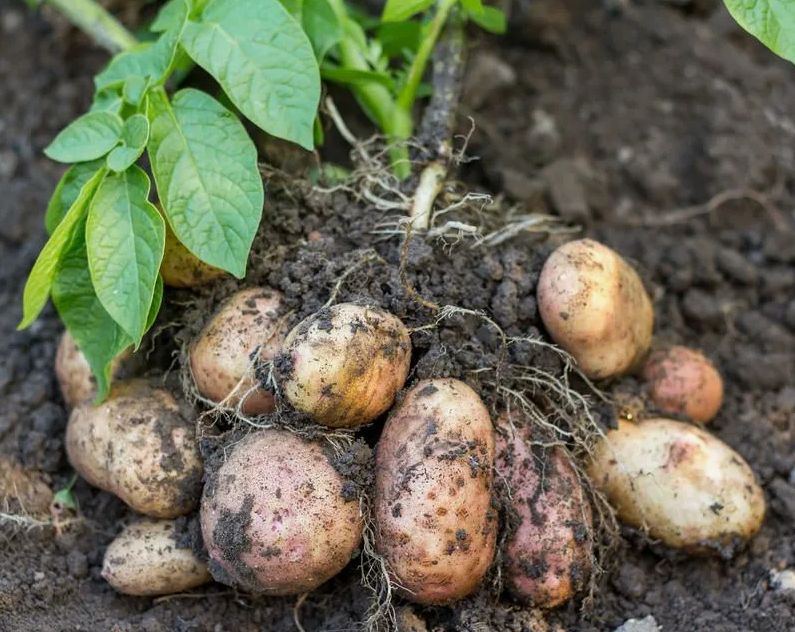 ��� ��������� ����������� ������� ��� ���������: ������ ������� ��������