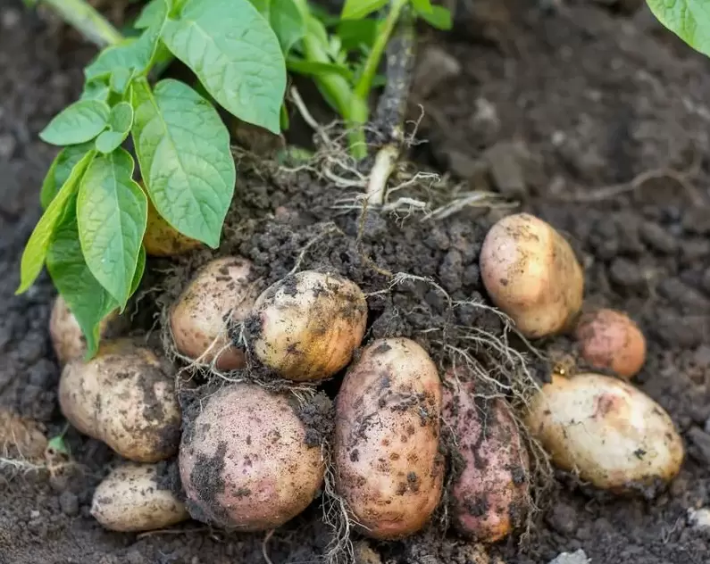 Как правильно подготовить участок для картофеля: советы опытных дачников