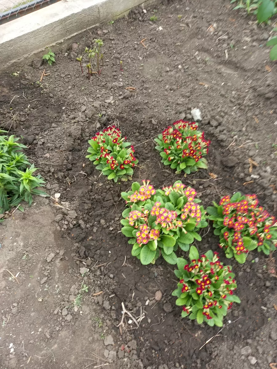 Как правильно обрезать пионы для шикарных цветов и крепких стеблей