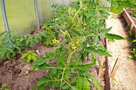 ������� ����������� ��������� ������� ��� ��������� ������