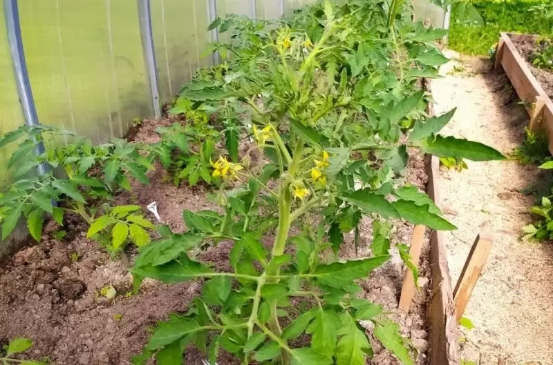 Секреты эффективной подкормки томатов для обильного урожая