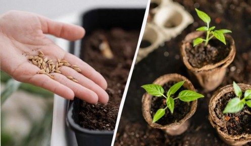 ��� ��������� ����������� ������: ����������� ��� ����� ������