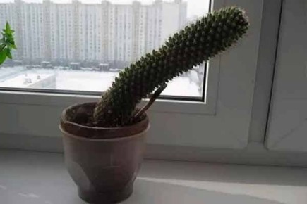 ����������� ��������: �������� �������� ������������