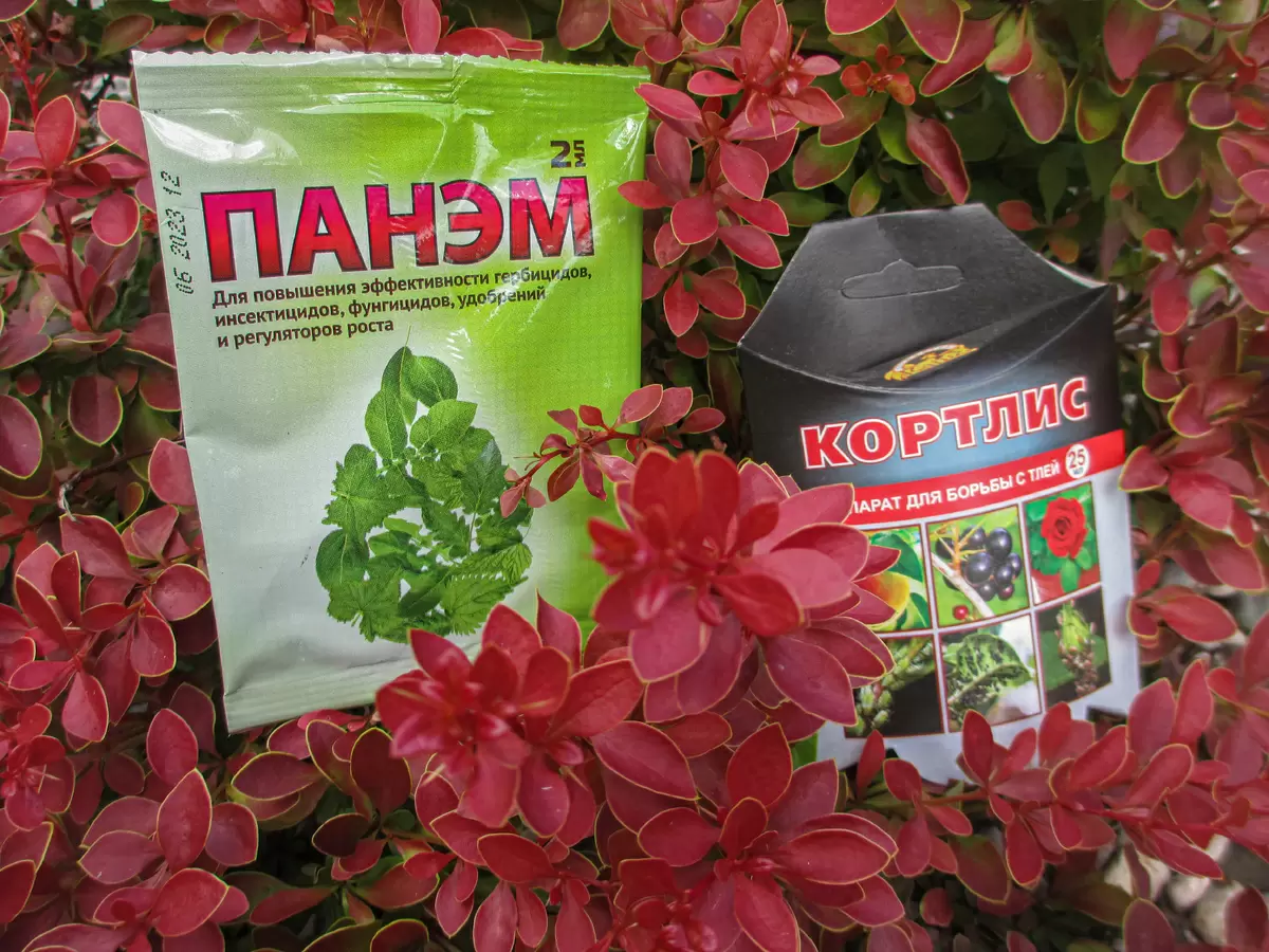 Эффективные решения против тли в саду