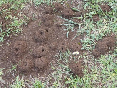 ��� ������� ������� ���������� �� �������� �� ����� �������