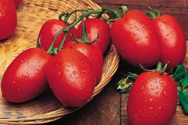 Почему томаты Рио Гранде – идеальный выбор для вашего огорода в 2026 году?